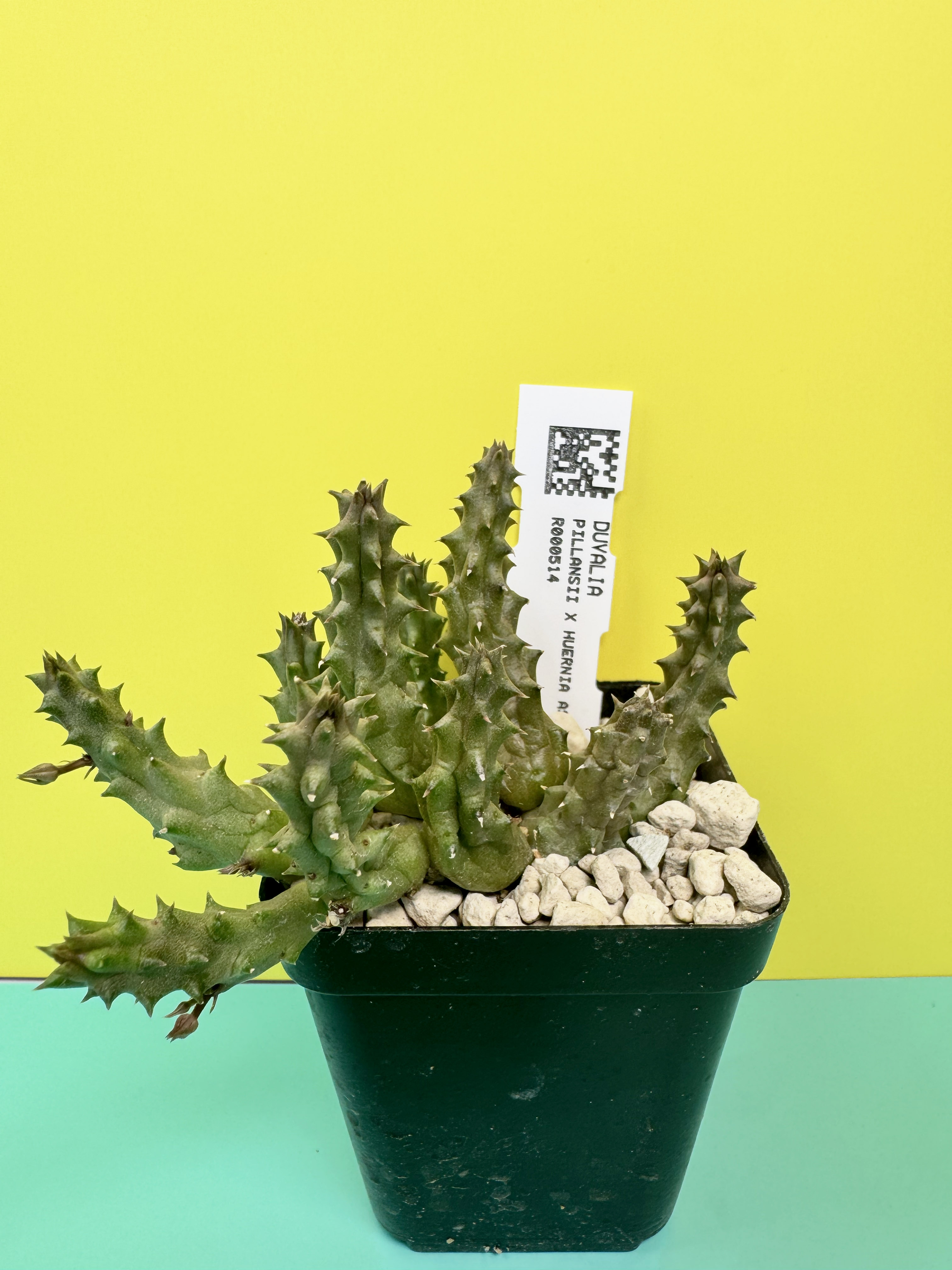 Duvalia pillansii x Huernia aspera