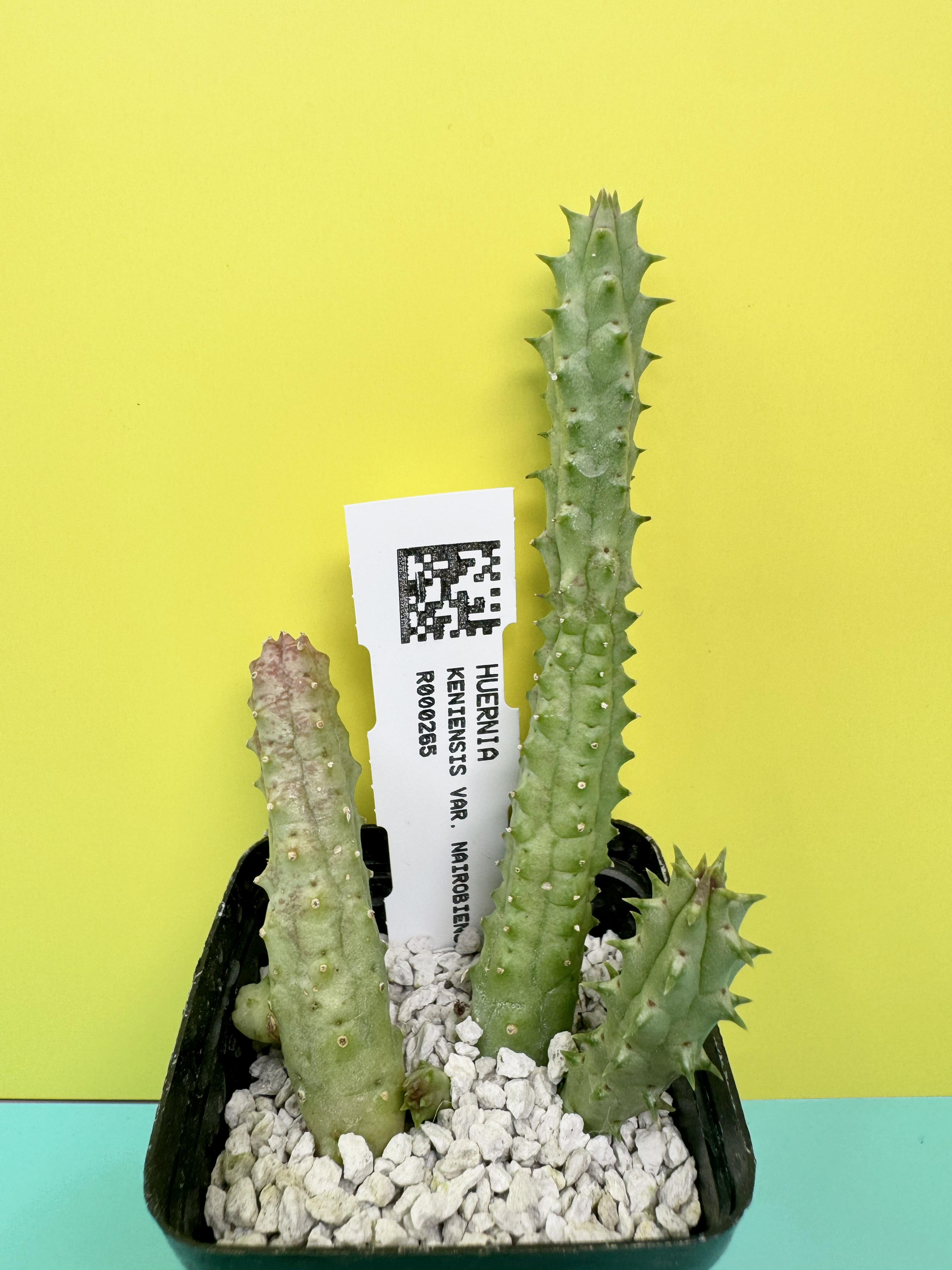 Huernia keniensis var. nairobiensis