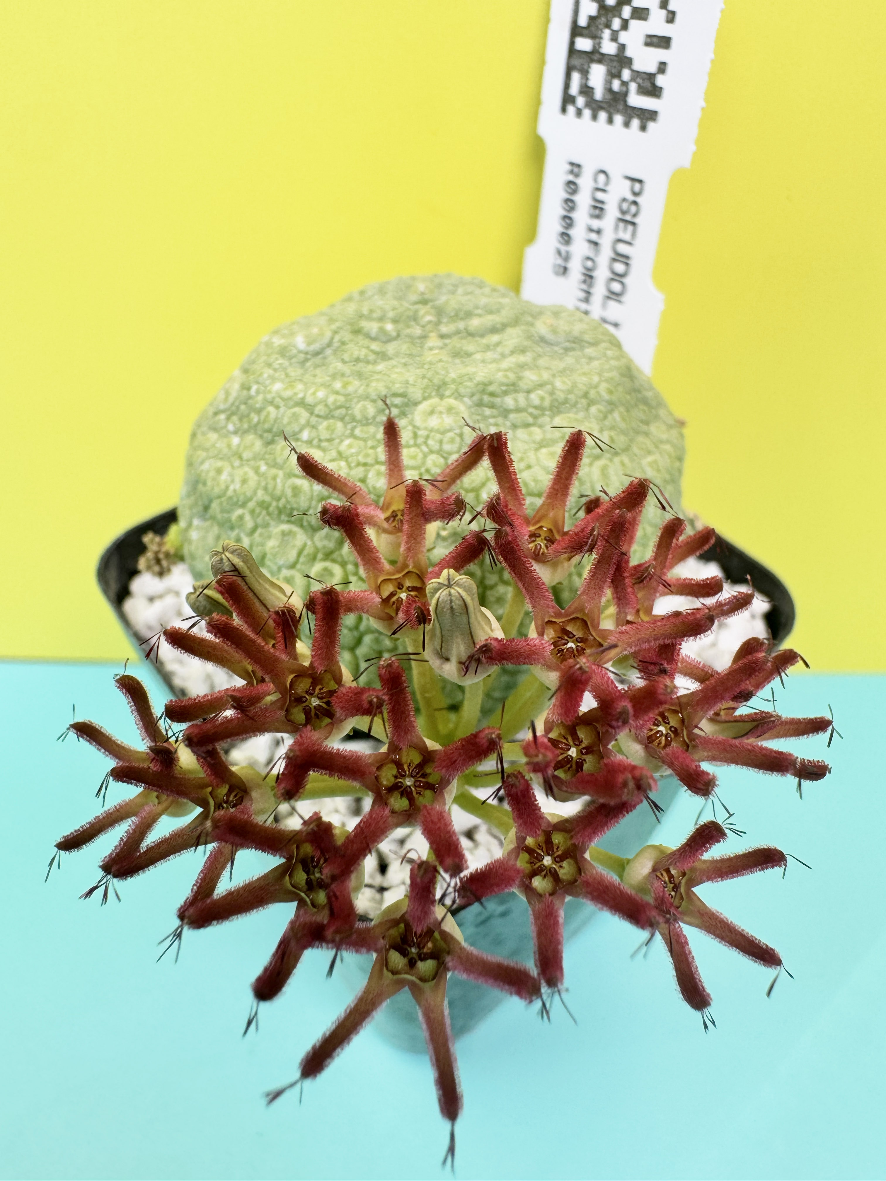 Pseudolithos cubiformis x P. migiurtinus