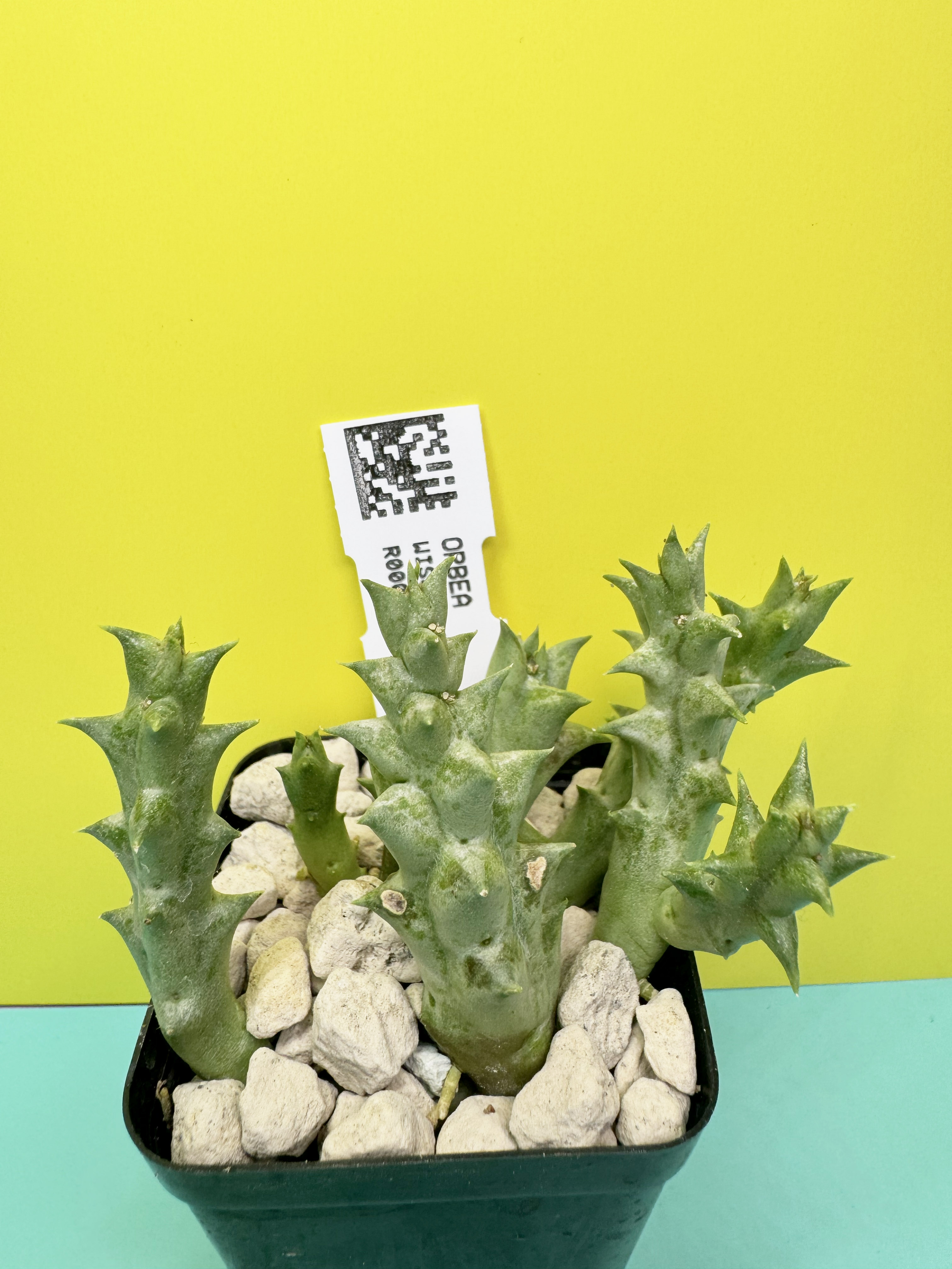 Orbea wissmannii x Orbea decaisneana hybrid