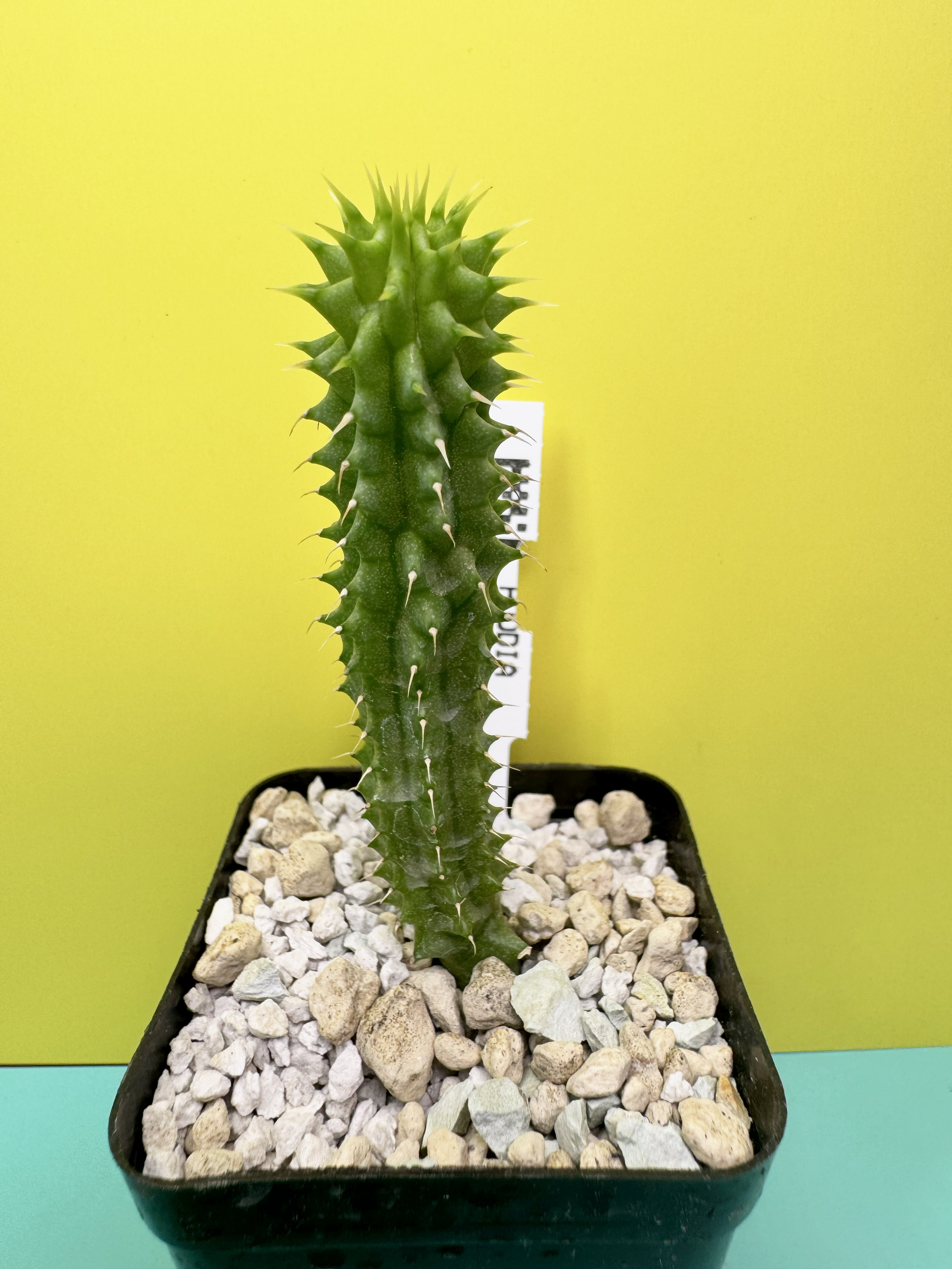 Hoodia gordonii seedling