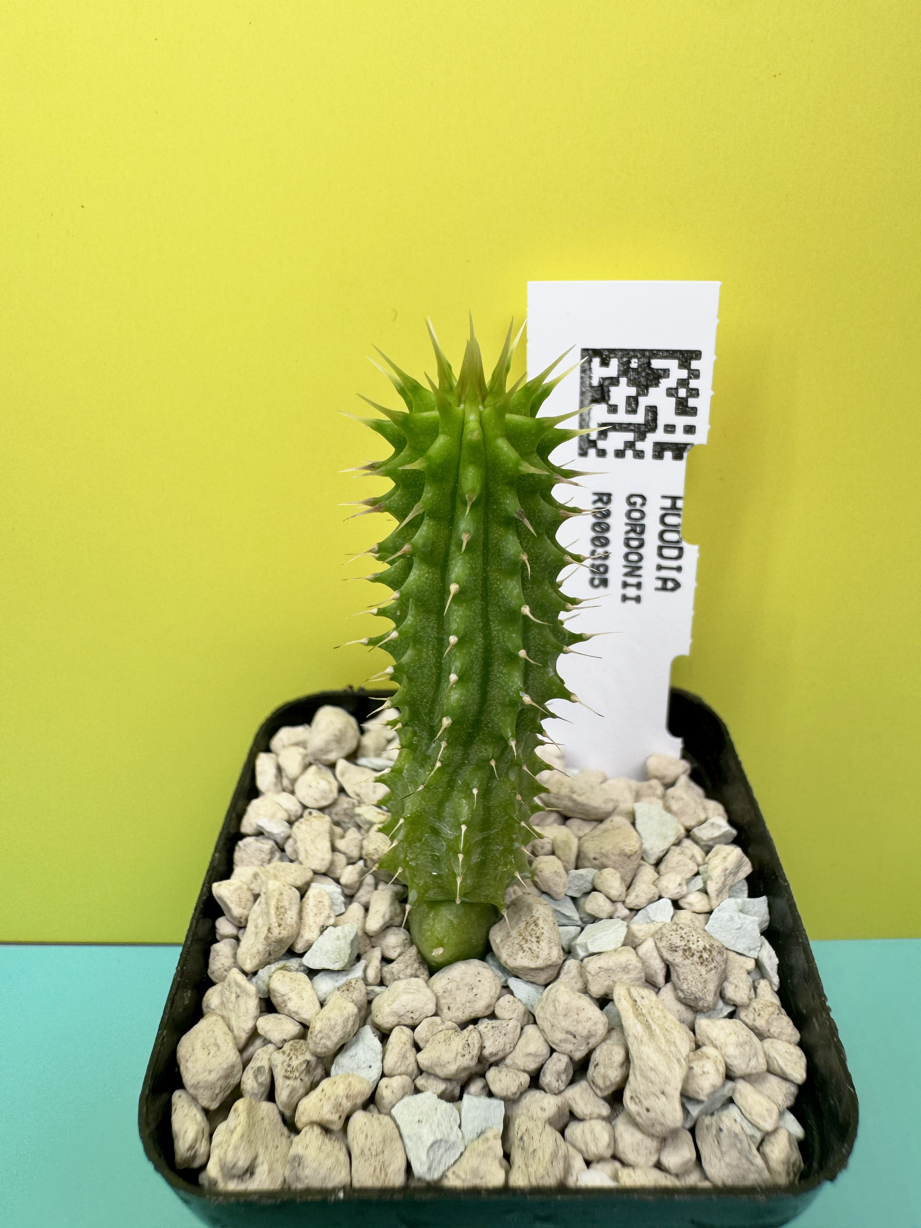 Hoodia gordonii seedling