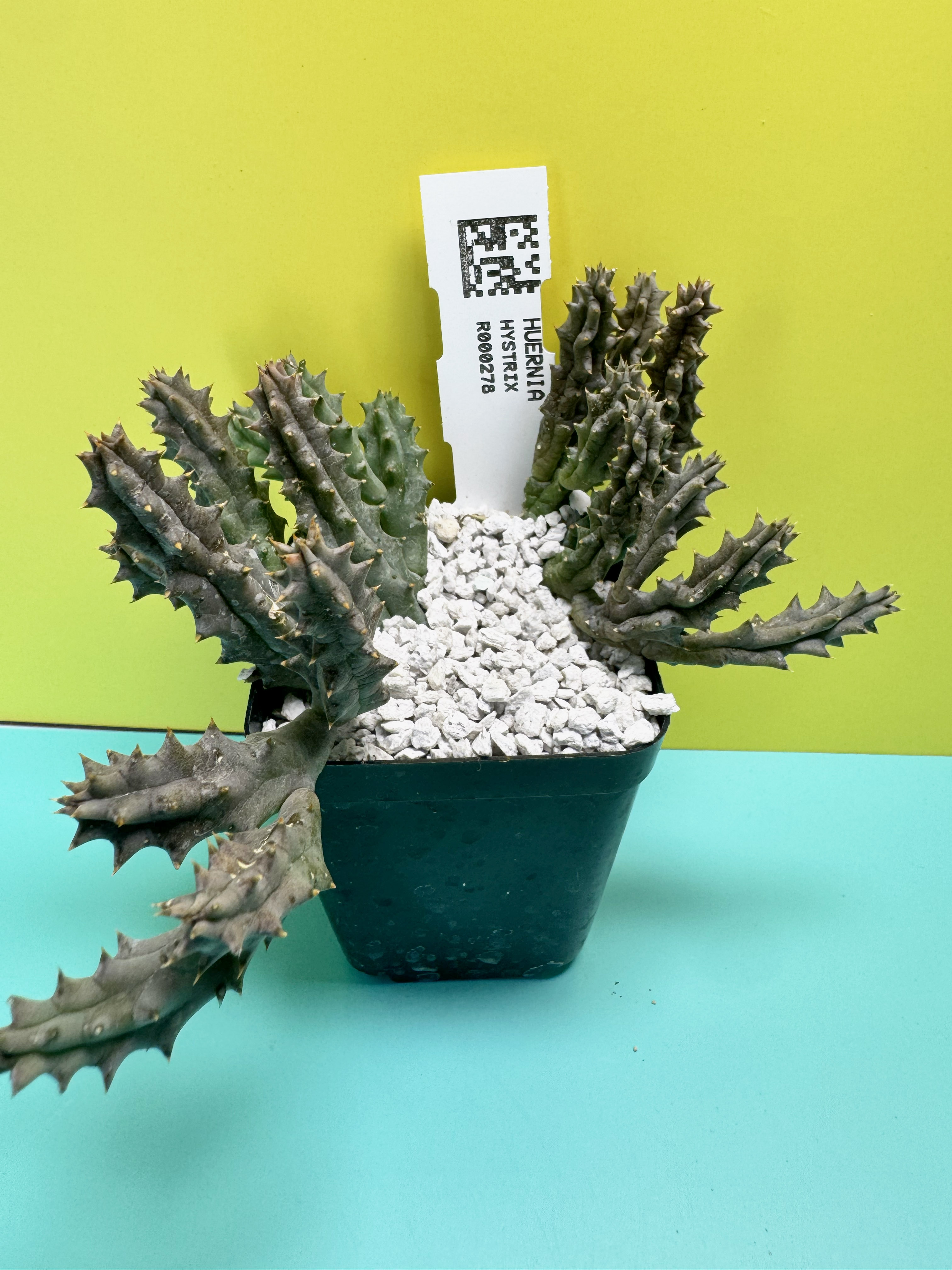 Huernia hystrix