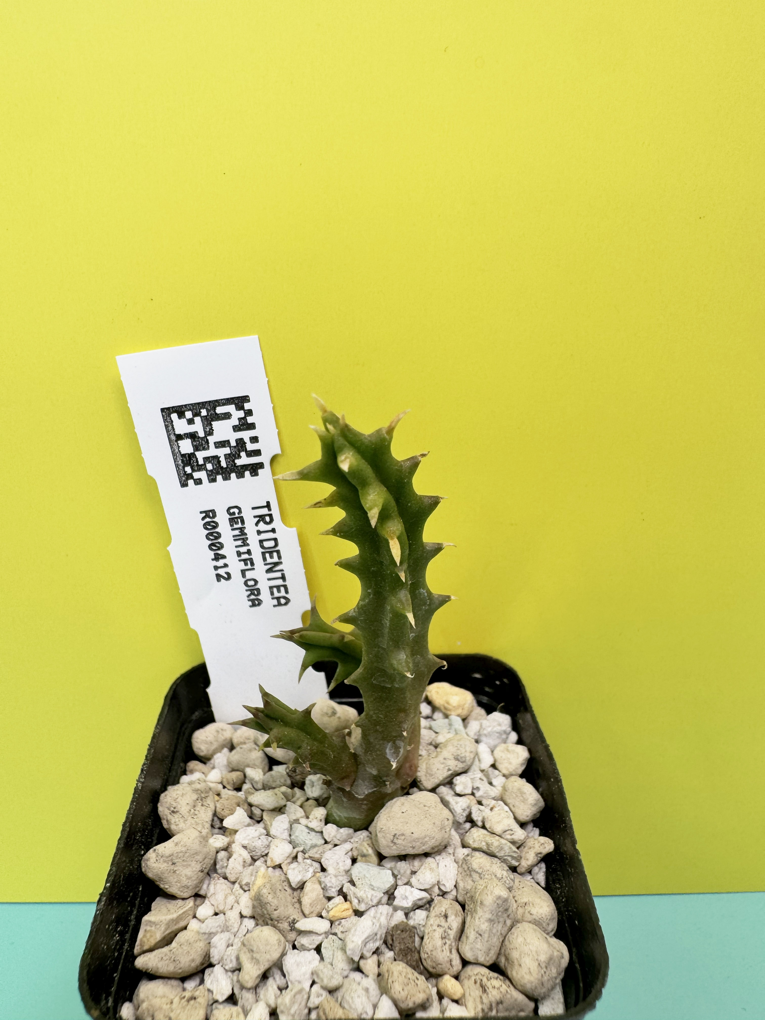 Tridentea gemmiflora seedling