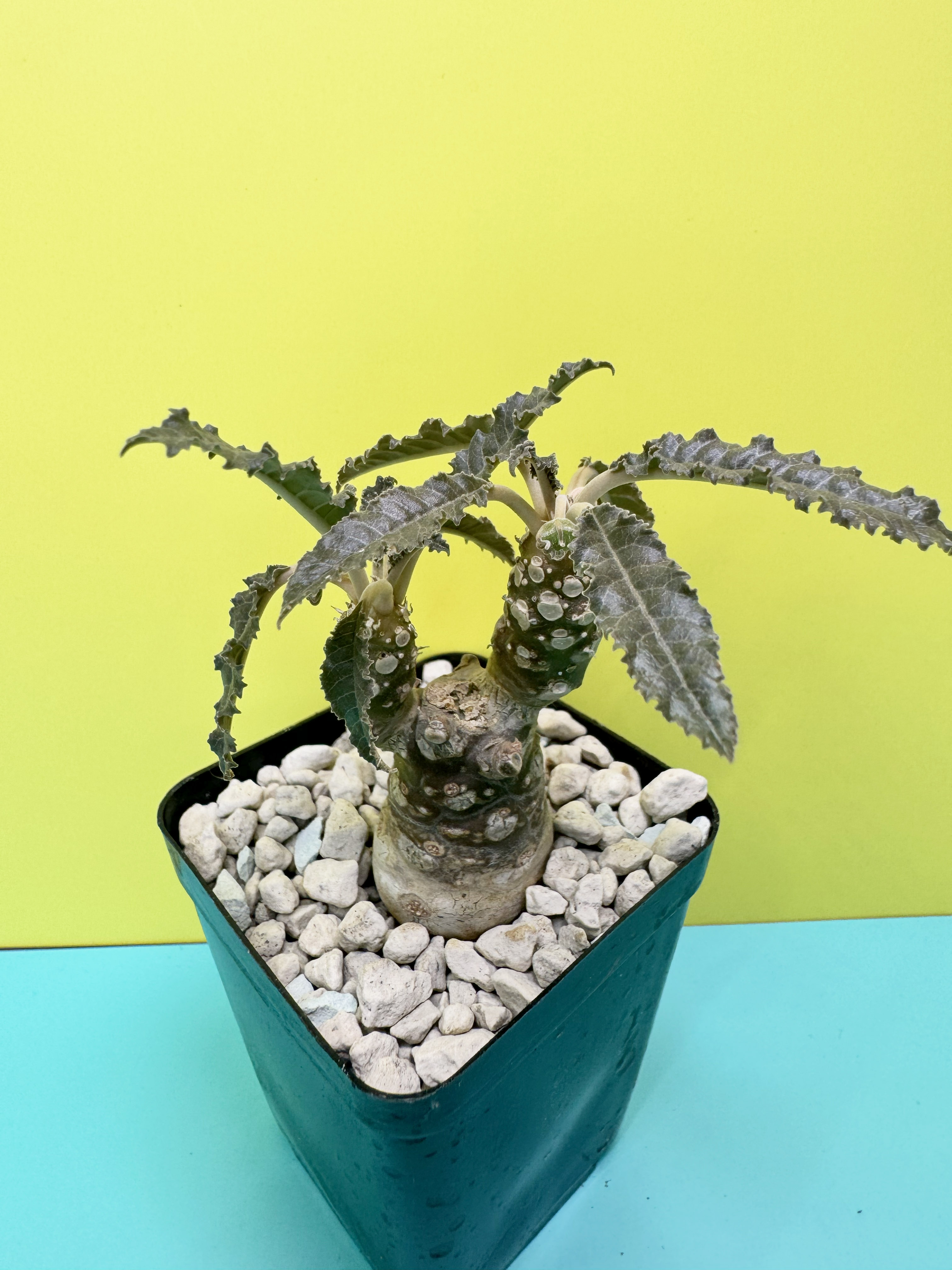 Dorstenia ssp.
