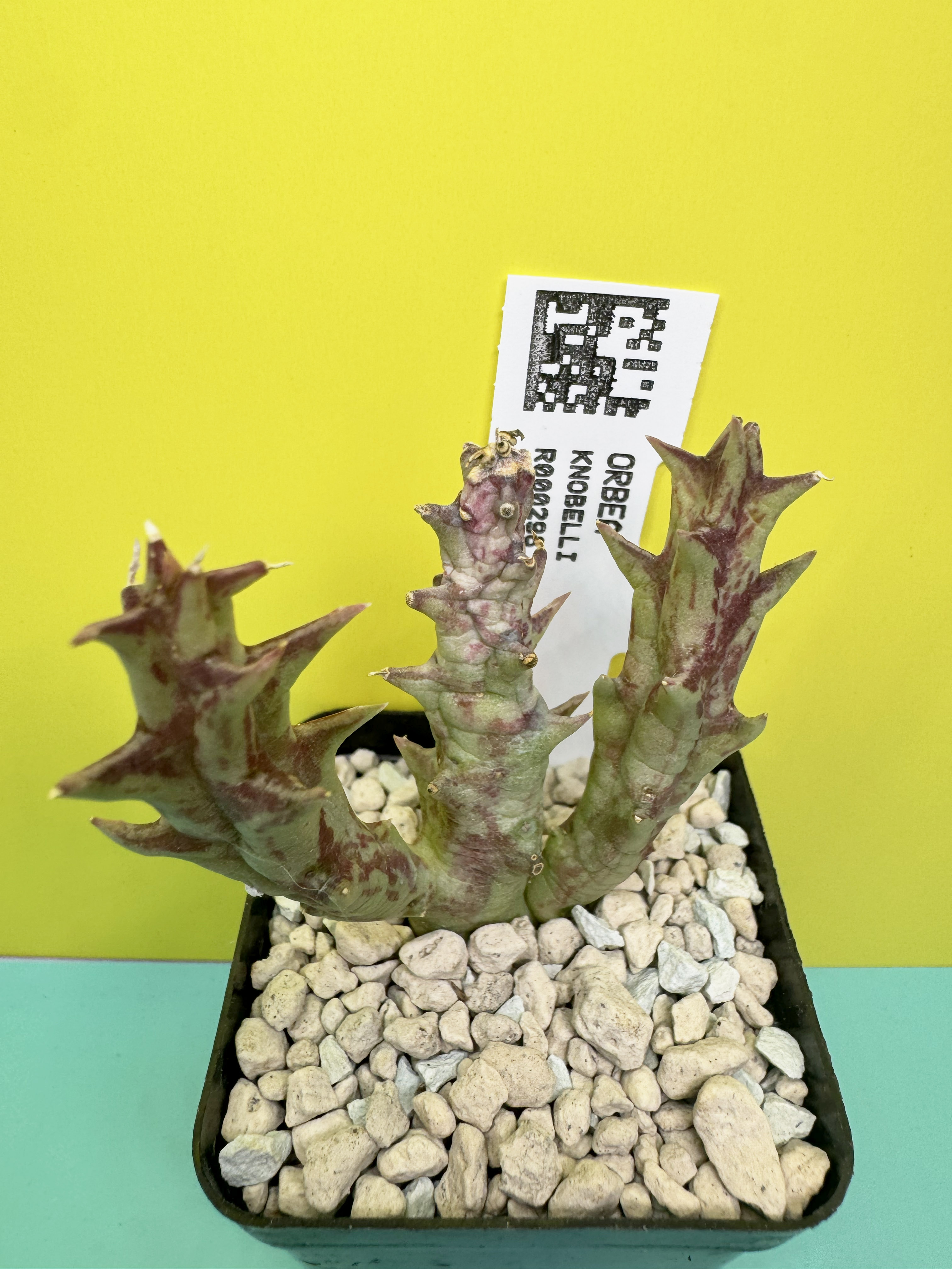 Orbea knobelii