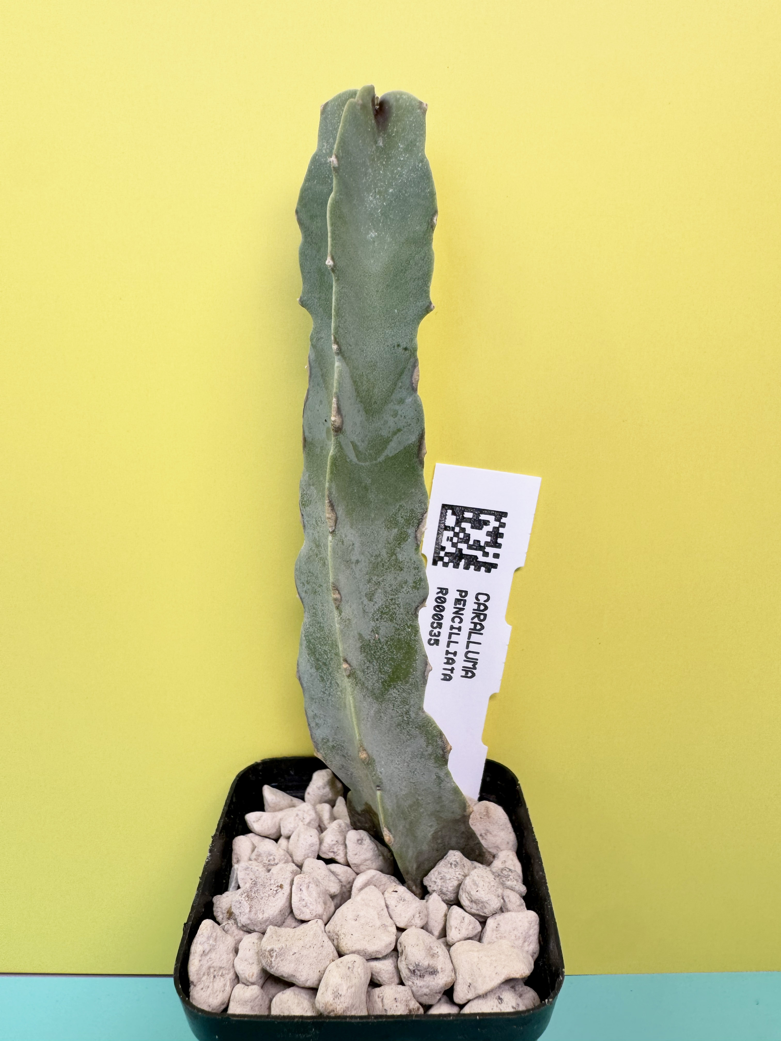 Caralluma penicillata