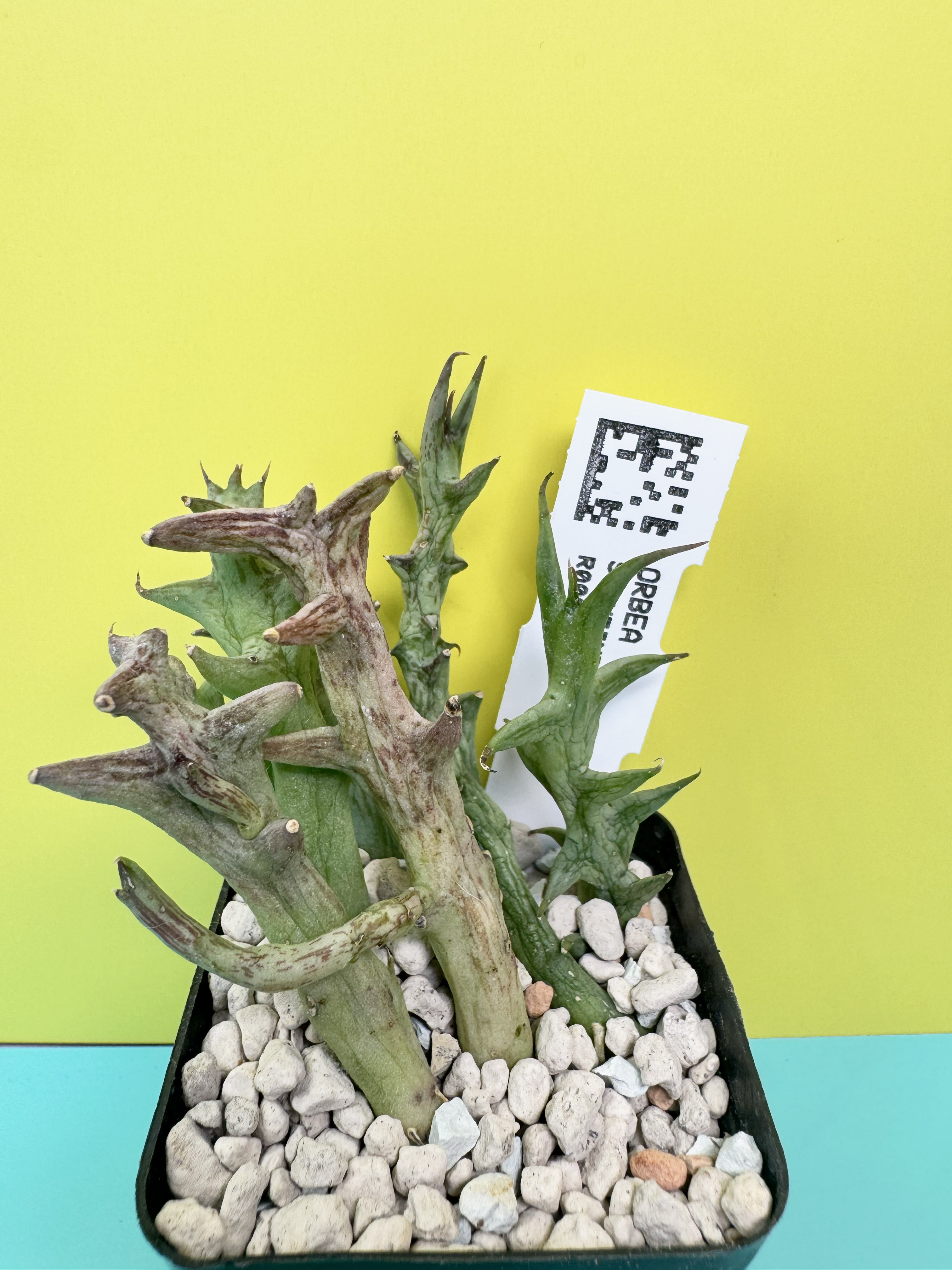 Orbea schweinfurthii