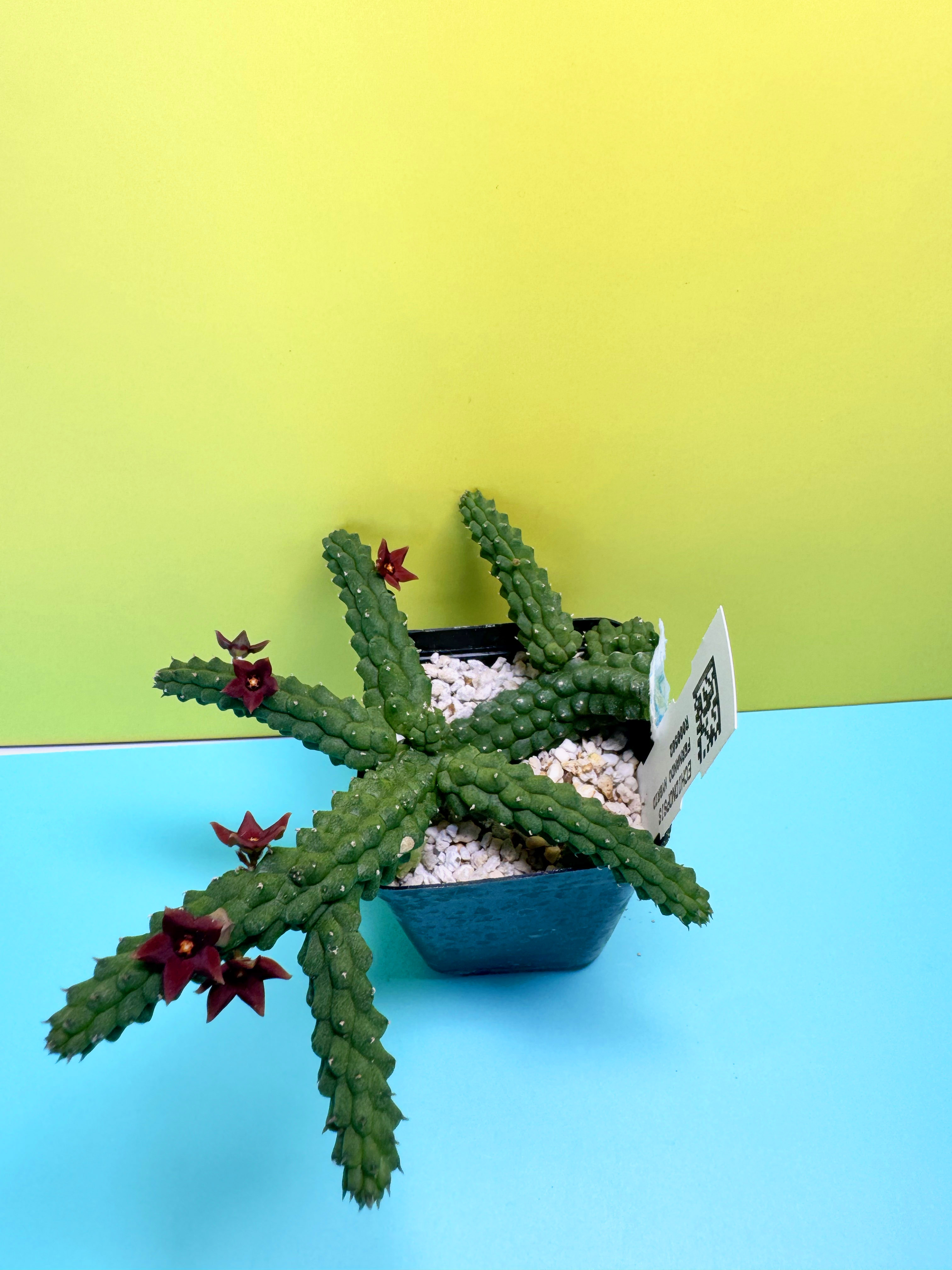 Echidnopsis fernando hybrid