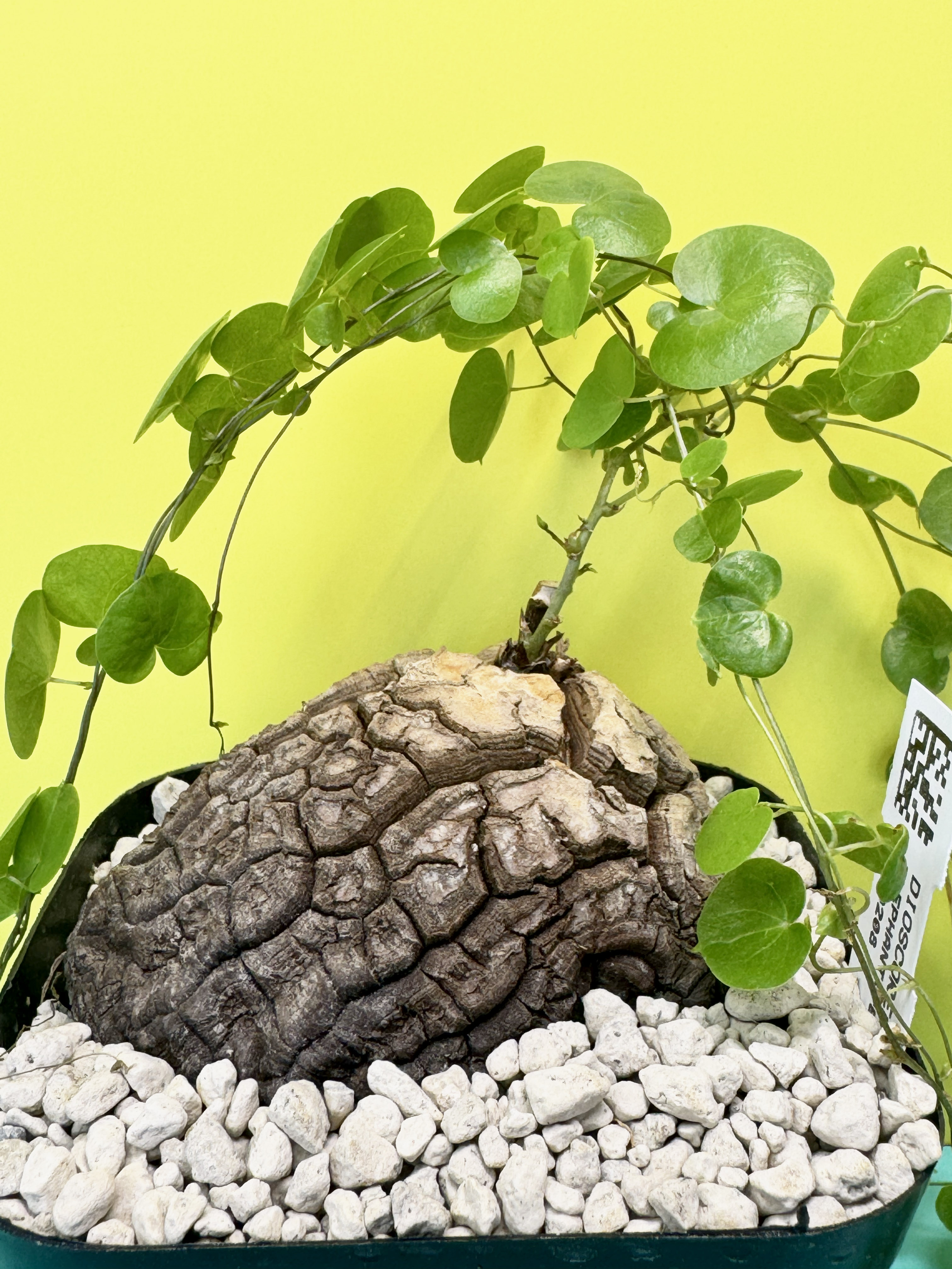 Dioscorea elephantipes var. montana, 9 cm