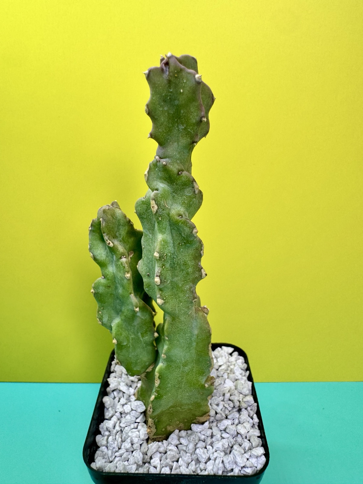 Caralluma hexagona