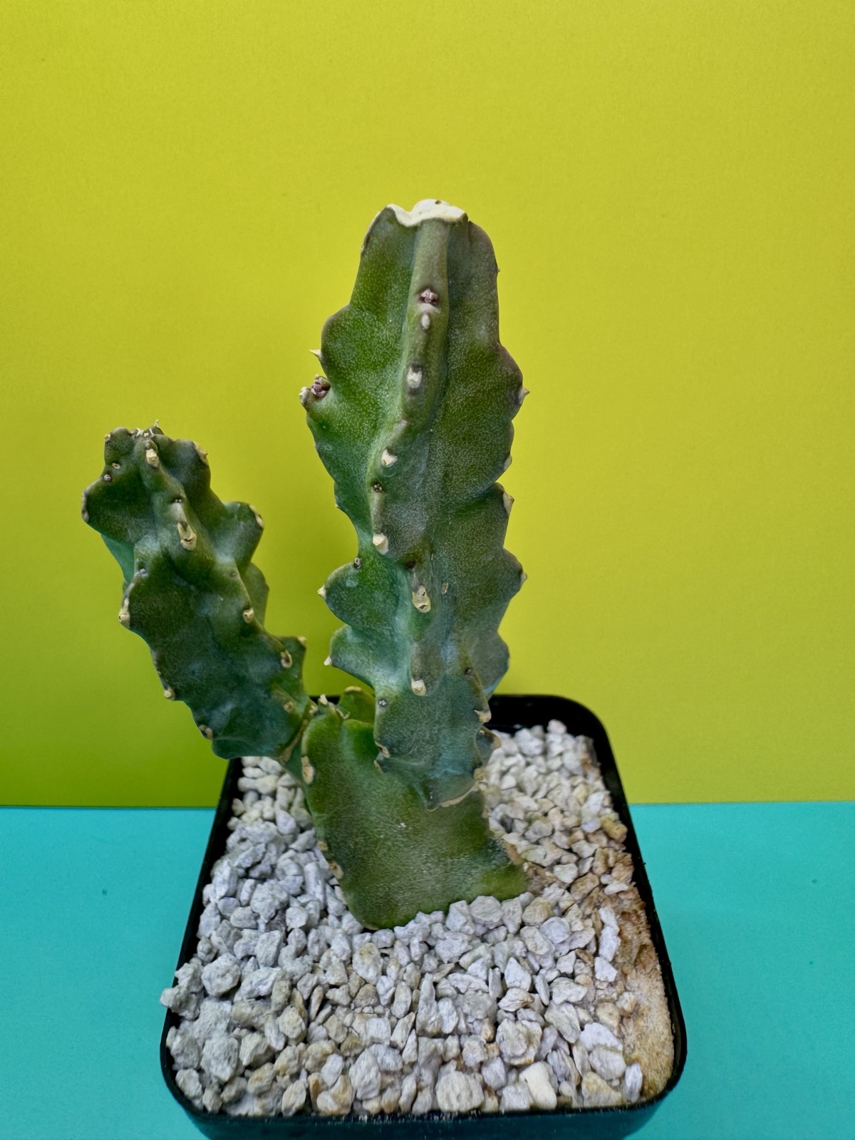 Caralluma hexagona