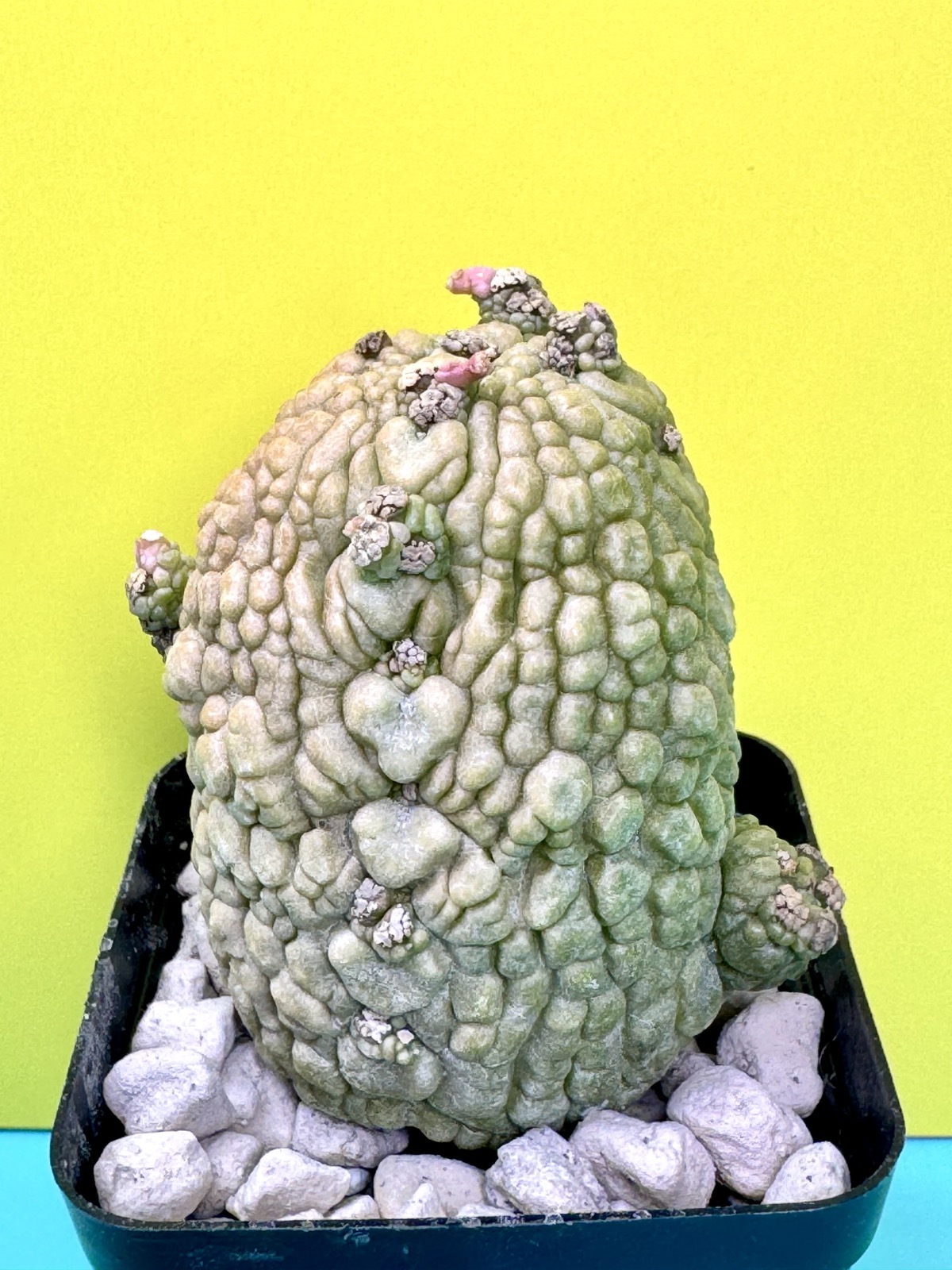 Pseudolithos migiurtinus