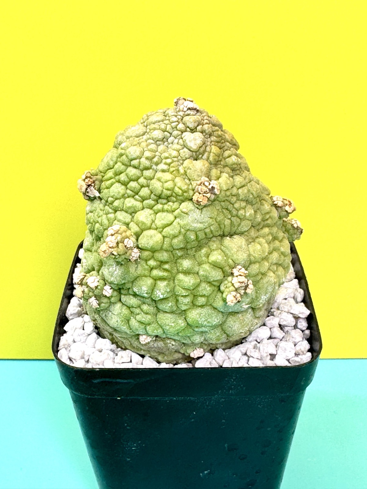 Pseudolithos migiurtinus
