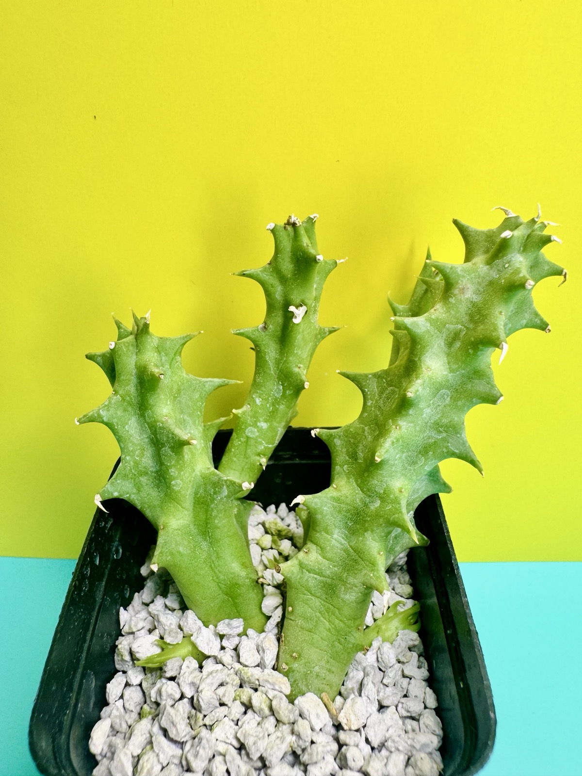 Huernia Sugar Pranburi hybrid