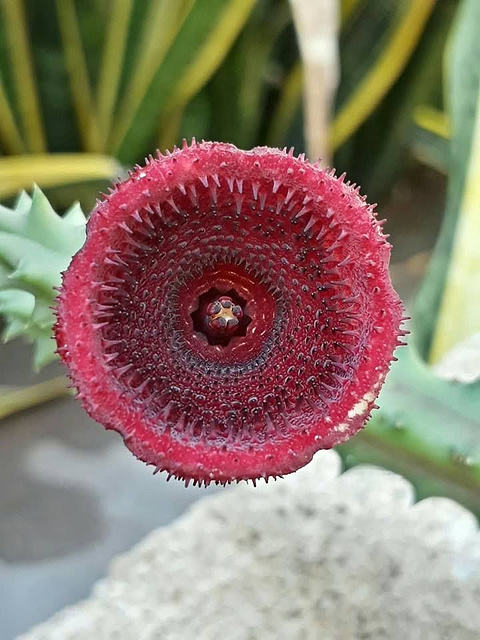 Huernia keniensis var. nairobiensis