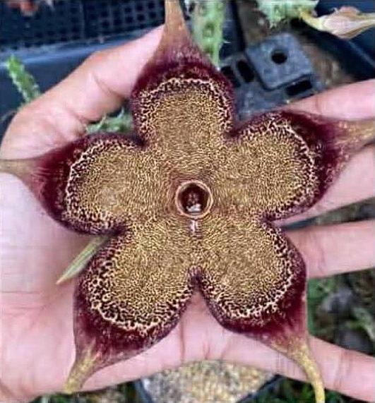 Edithcolea grandis Sangria SP7