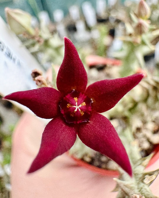 Orbea wissmannii x Orbea decaisneana hybrid
