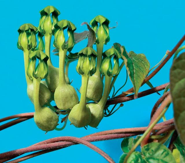  Ceropegia tanzaniensis 3cm
