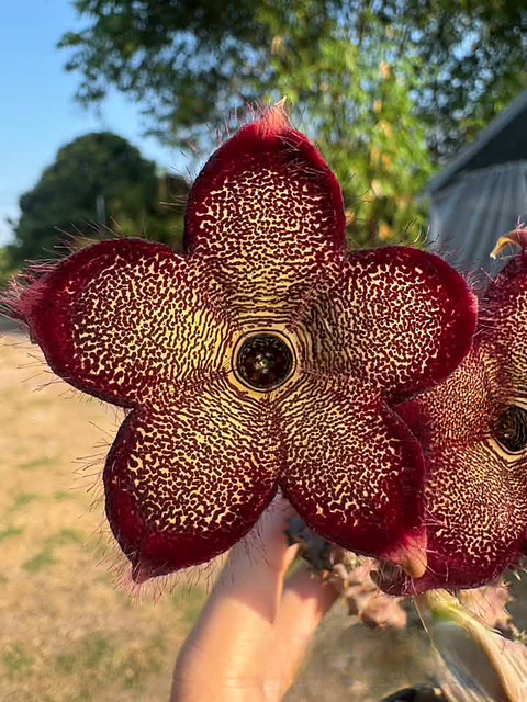 Edithcolea grandis #5