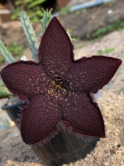 Tridentea gemmiflora seedling