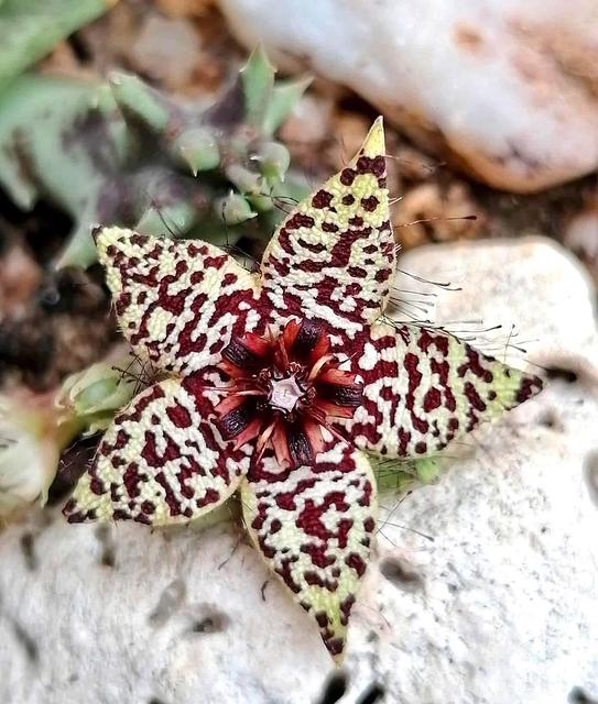 Orbea knobelii