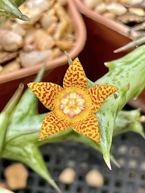 Orbea schweinfurthii