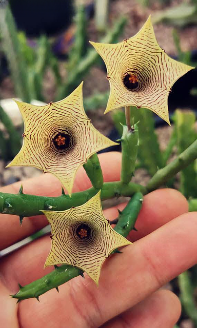 Huernia leachii