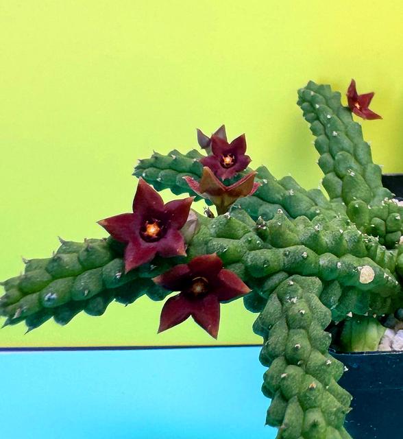 Echidnopsis fernando hybrid