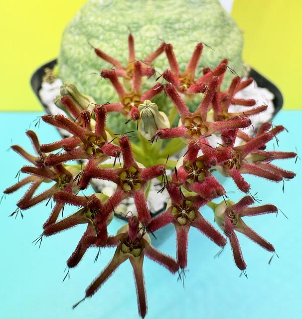 Pseudolithos cubiformis x P. migiurtinus
