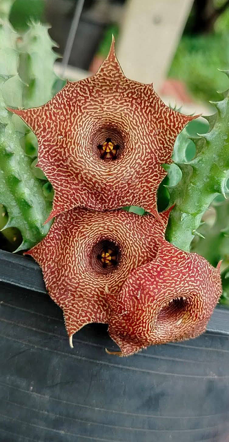 Huernia candy maroon hybrid