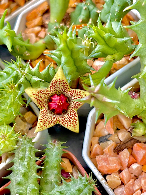 Huerniopsis decipiens