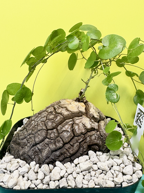 Dioscorea elephantipes var. montana, 9 cm