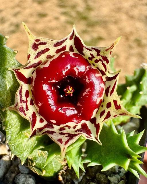 Huernia plowesii PVB5731