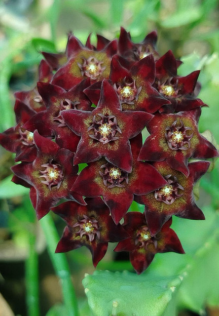 Caralluma hexagona