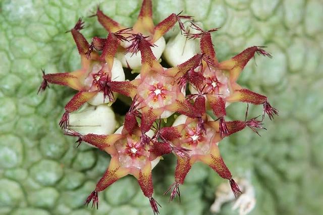 Pseudolithos migiurtinus
