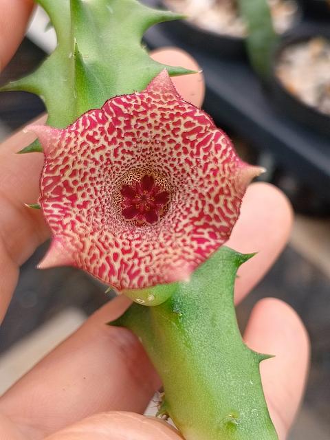 Huernia Sugar Pranburi hybrid