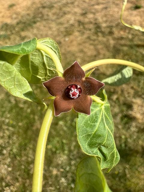 Matalea cyclophylla