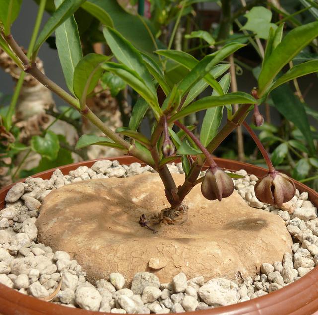 Brachystelma aff.  plocamoides, 6 cm
